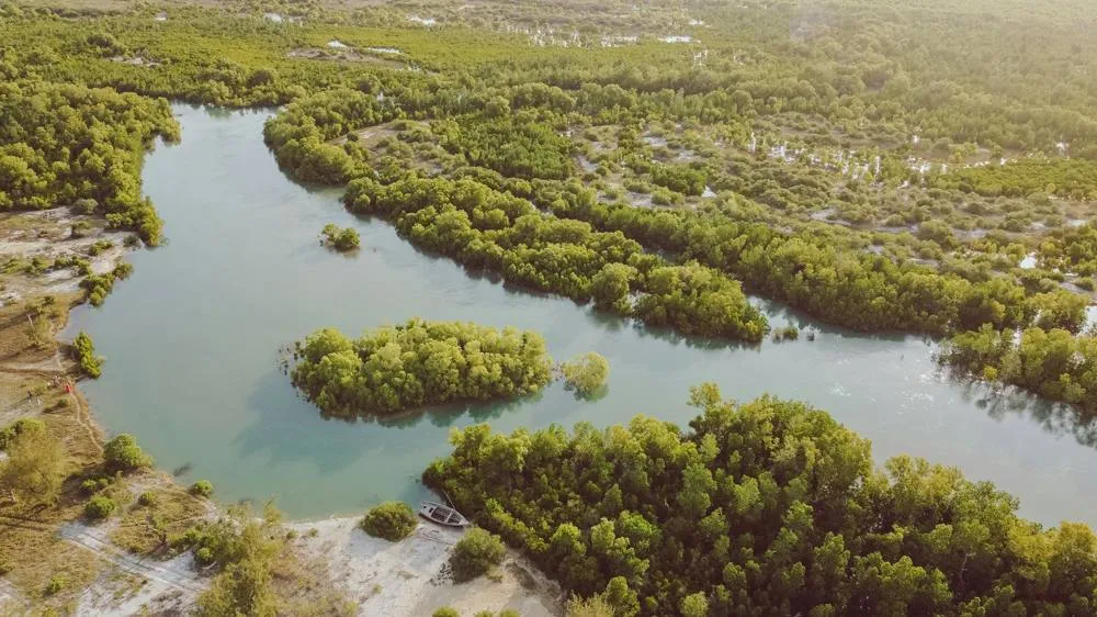 A river winding through mangrove forest, seen from above