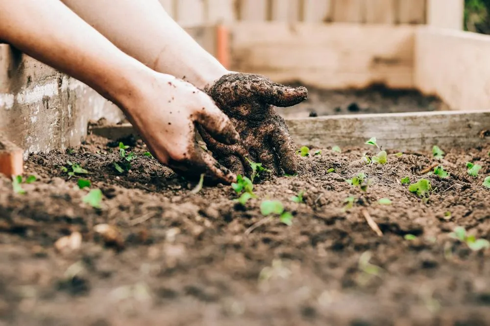 Hands planting seedlings in soil