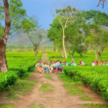 Workers walking a path between tea bushes